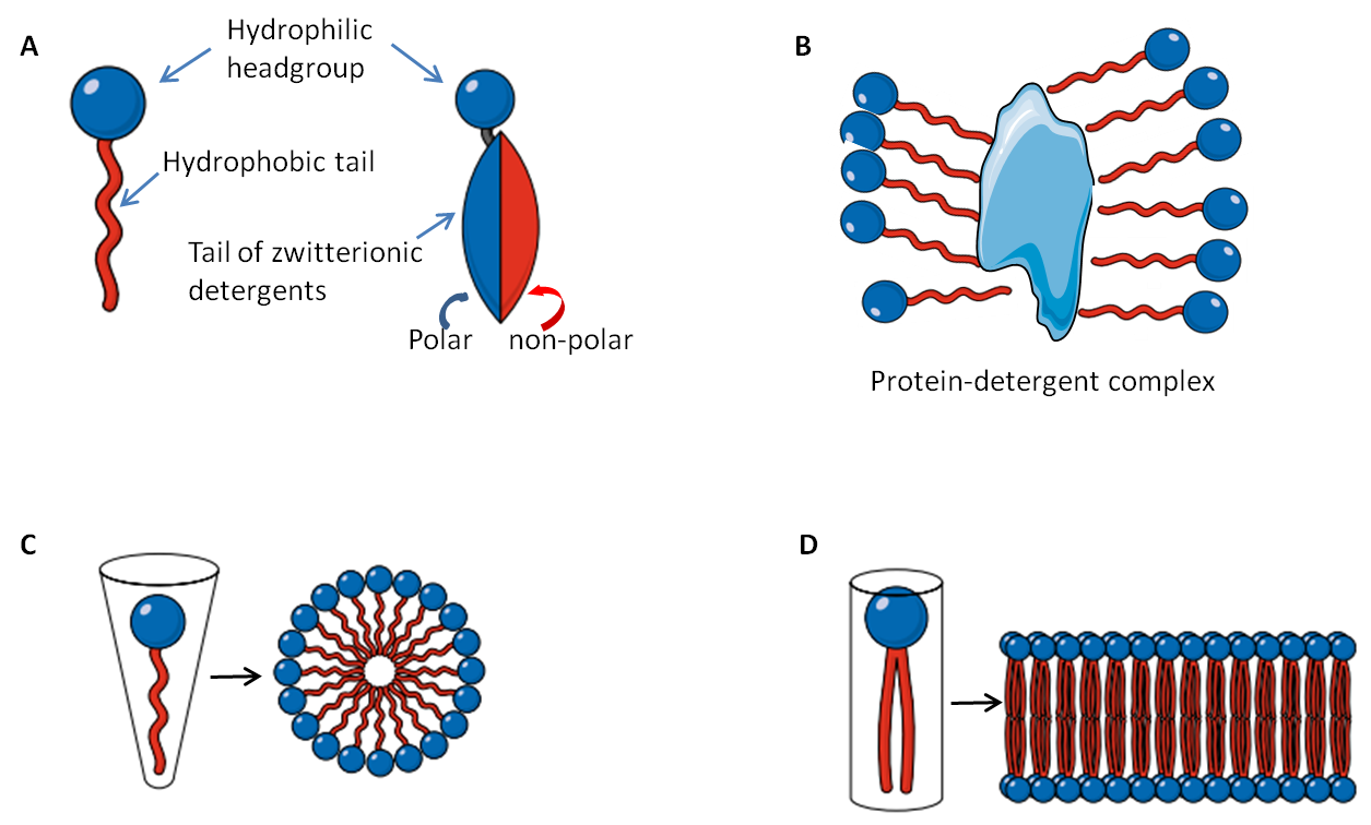 什么是生物去垢劑（應(yīng)用,選擇）？